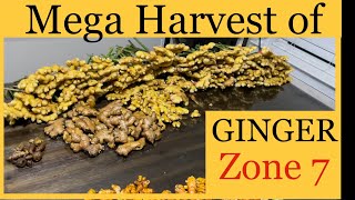 PART 2 - GINGER growth and harvest @Myhomegarden-unlimited