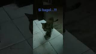 Si Bagol... minta jatah makan malam ke pos dia...@Asal_Asalan_Video #kucing_liar