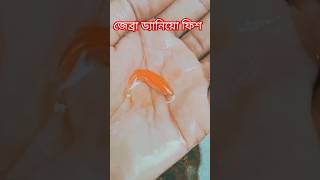 জেব্রা ড্যানিয়ো মাছ ব্রিডিং এর জন্য রেডি|| Zabra danio female rady to breeding #fish #viralvideo