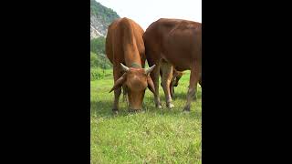 con bò  - nhạc con bò remix  #conbo #nhacremix #parody #cow