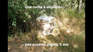 Quand une ruche n'a pas été ouverte depuis 5 ans... | Beopolis