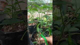 perawatan tanaman cabe di saat masa generatif# kebun organik