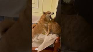 "Battle of the Pet Titans: Who Wins the Fight for Attention?".#funny #cat #doglover #comedy