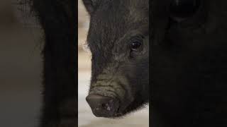 Photoshoot of cute piggies | FULL DOCUMENTARY