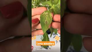 Larva minadora no manjericão #shorts