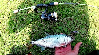 PESCARIA ULTRALIGHT COM VARA 1-3 LBS Várias espécies na Super Ultra Light!!