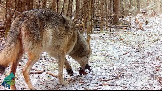 Wolf carrying tiny crying pup that was just born