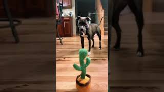 "Pets Doing the Funniest Things Ever!" #foryou #cat #dog #pets #comedy