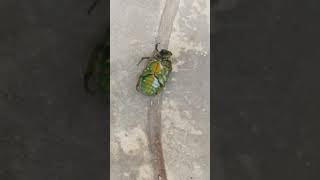 Guess what I caught this Beetle doing?