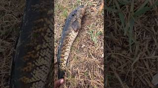 ලූලා / Sriped Snakehead / Striated Snakehead #Fishinglife #nature #fishing #fish #relaxing #forest