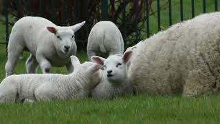 Happy Lambs Playing in the Pasture