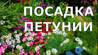 ЦВЕТЫ ЧАСТЬ 2. ПОСАДКА ПЕТУНИИ, ЛОБЕЛИИ И АЛИССУМА НА РАССАДУ.