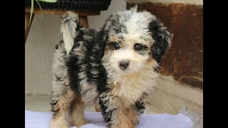 Mini Bernedoodle Puppies for Sale