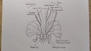 Cara Menggambar Bagian-Bagian Bunga, Bunga Kembang Sepatu