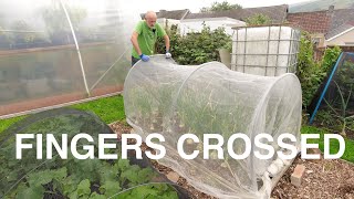 Fingers crossed | Everything crossed | Allotments For Fun and Food