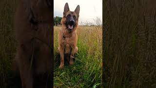 German shepherd stock coat male #viral #trending #music