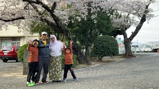 keindahan bunga sakura 2024 di kamojima park Tokushima