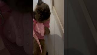 Самая милая фея💓котофея Funny video #cat #кот #shorts #short #рекомендации #like #cute #funny #love