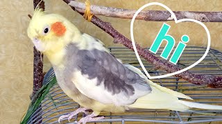 MALE COCKATIEL MATING CALL FEMALE #CockatielCompanion #cutebirds #Корелла #СамецКорелла #КореллаПоет