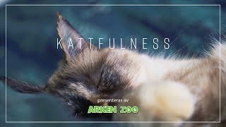 Kattfulness  - hjälper dig att stressa ner | Arken Zoo