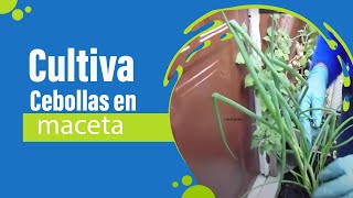 ✅ CULTIVA EN TU HUERTA CEBOLLAS desde SEMILLAS en macetas 🌱