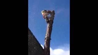 Tree surgeon Inverness highland treeclimbit