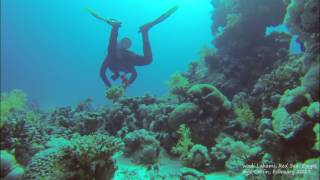 Wadi Lahami Dives 25 Feb 2017