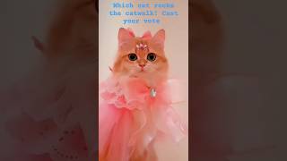 Paws and Glam: Cat Models in Stunning Costumes! 😻💅💄#viral #cat #youtubeshorts #youtube #ytshorts