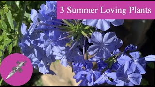 Three great plants that are loving the hot summers!