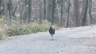 A Visit from a Random Turkey