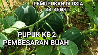 PEMUPUKAN KE 2 FASE PEMBESARAN BUAH SEMANGKA USIA 44-45HST