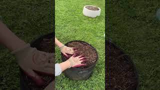 Planting potatoes in old containers