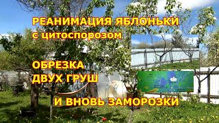 Реанимация яблони с цитоспорозом. Обрезка груш. И вновь заморозки!!!