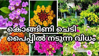 How to plant Lantana in a unique way|| Lantana Care and Propogation|| How to increase Lantana Bloom