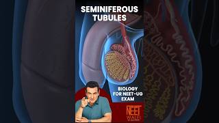 FUNCTION OF SEMINIFEROUS TUBULES | Male Reproductive system | class 12 Biology | #ncert #science