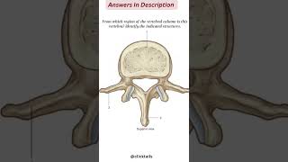 vertebral column anatomy quiz