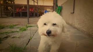 Viky Dog - Coton de Tulear