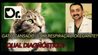 GATO CANSADO, COM RESPIRAÇÃO OFEGANTE? QUAL O DIAGNÓSTICO?