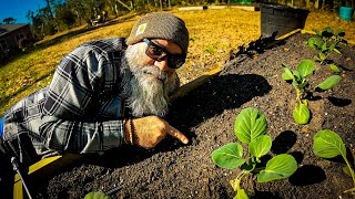 exactly how cold can direct sow seeds get