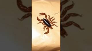 "Unexpected Stowaways: Scorpions in Your Packages!"