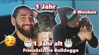 Französische Bulldogge wird 1 Jahr alt 🎂🎉🥳!! | Mucaoo