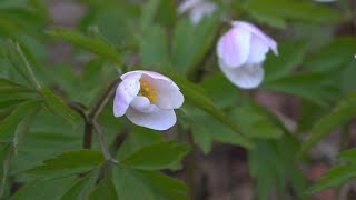 European thimbleweed