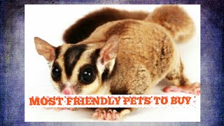 Most friendly pets | Animal kingdom@ashishchalchalni@bbkivines@carryminati