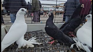 RADOM Gołębie pigeons targ Andrzej W. 9.11.2024 cz.4/4💥Gołębie jasne i wyszwance Andrzeja Radom💥