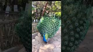 peacock #youtubeshorts #viralvideo #beautiful#trendingshorts #cute #please_subscribe_my_channel