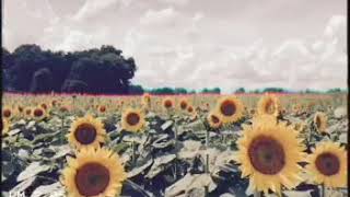 Sunflower daze 9/2/18