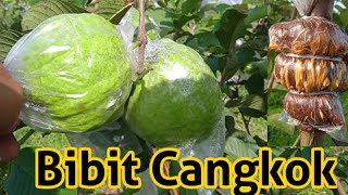 Produksi Bibit Cangkok di Blok B