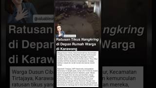 Ratusan Tikus Berkeliaran Di Depan Rumah Warga Di Karawang #beritaterkini