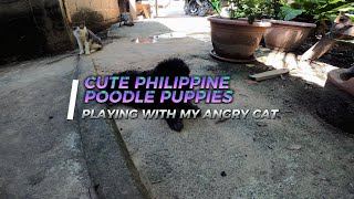 CUTE PHILIPPINE POODLE PUPPIES PLAYING WITH MY ANGRY CAT