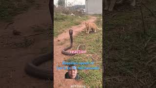 Cat Vs Snake speed and agility